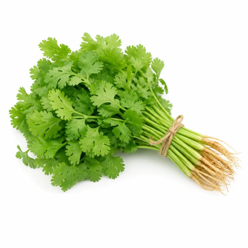 Coriander (Dhania)